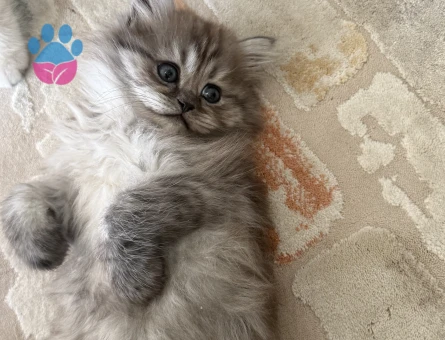British Shorthair 2 Aylık Yavrular