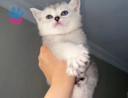 Bristsh silver taby 2 Aylık