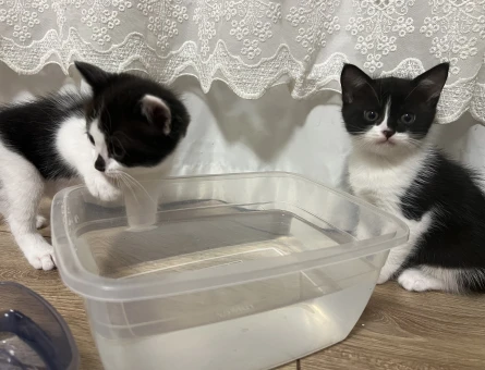 3 tane yavru kedi anne tekir baba biritish - 4475