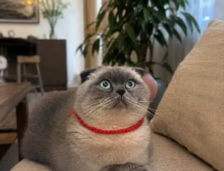 Scottish fold 2 Yaşında - 4476