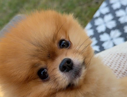 Pomeranian boo 1 Yaşında Yuva Arıyor - 4477
