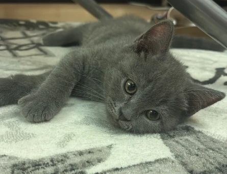Acil Yuva Arayan British Shorthair Erkek Yavru Kedi - 4478