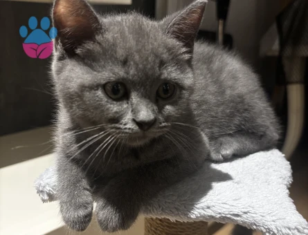 Acil Yuva Arayan British Shorthair Erkek Yavru Kedi