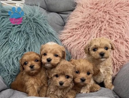 Maltipoo aşılı Sağlıklı Bebekler