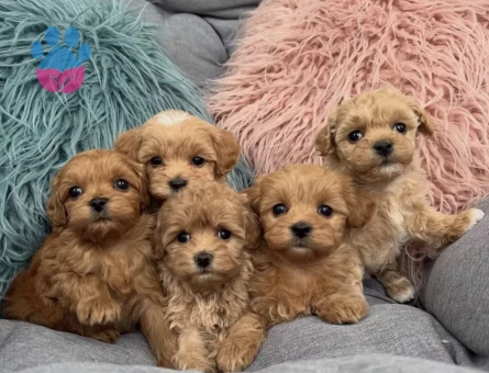 Maltipoo aşılı Sağlıklı Bebekler