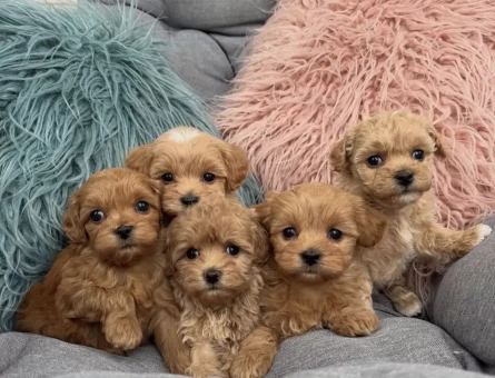 Maltipoo aşılı Sağlıklı Bebekler - 4988
