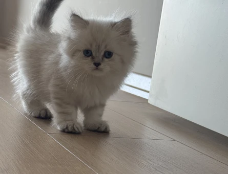 2 Aylık British Longhair Lynx Point - 4994