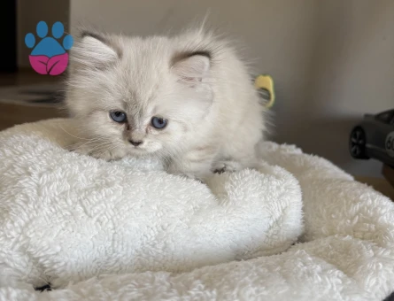 2 Aylık British Longhair Lynx Point