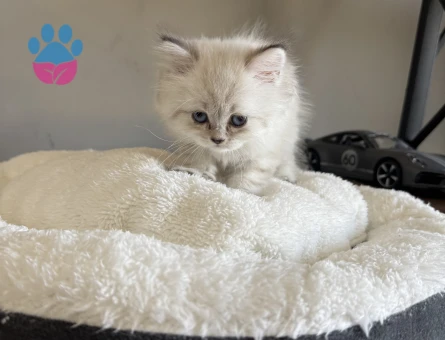 2 Aylık British Longhair Lynx Point