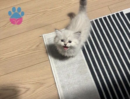 2 Aylık British Longhair Lynx Point