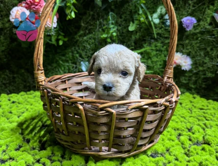 En küçük boy maltipoo bebekler