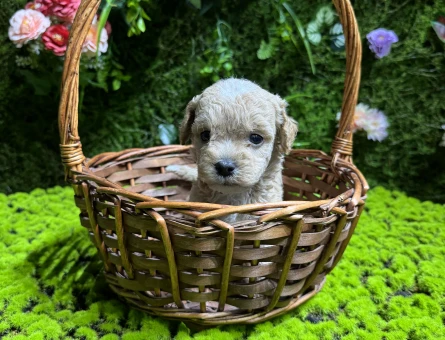 En küçük boy maltipoo bebekler - 4995