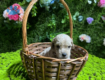 Teacup maltipoo bebekler - 4996