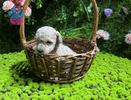 Teacup maltipoo bebekler