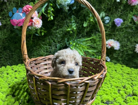 Mini boy maltipoo bebekler - 4997