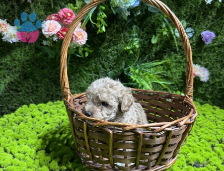 Mini boy maltipoo bebekler