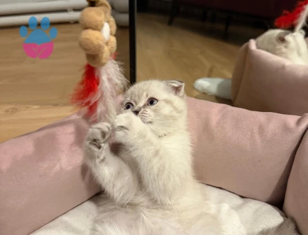 Orjinal Scottish yavru