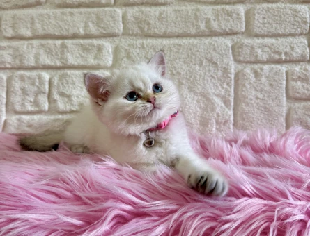 British Shorthair Silver point Dişi 2 Aylık
