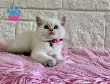 British Shorthair Silver point Dişi 2 Aylık