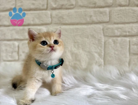 British Shorthair Golden Ny12 Erkek