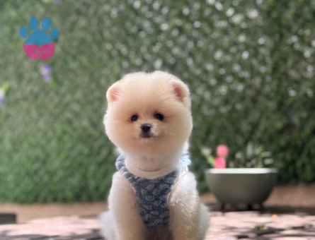 Pamuk Şekeri Pomeranian Boo - 6411