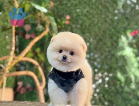 Oyun dostu Pomerianin boo