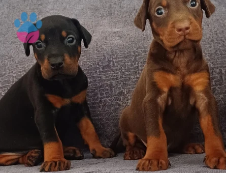 King Doberman