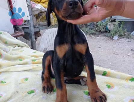 King Doberman - 6417