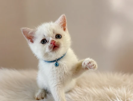 British Shorthair Beyaz Pamuksu Yavrumuz - 6419