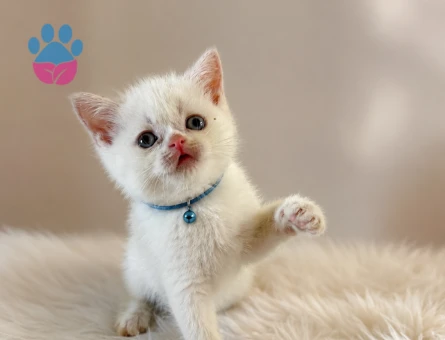 British Shorthair Beyaz Pamuksu Yavrumuz