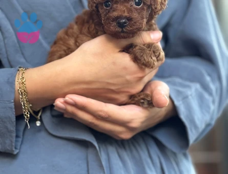 Kore Teacup Poodle