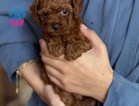 Kore Teacup Poodle - 6424