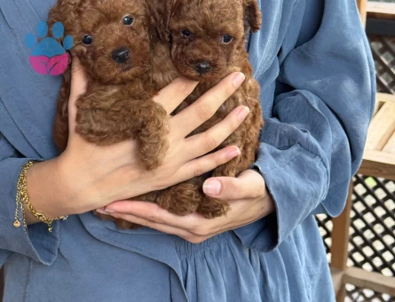 Teacup Poodle Dişi ve Erkek Yavrularımız Hazır
