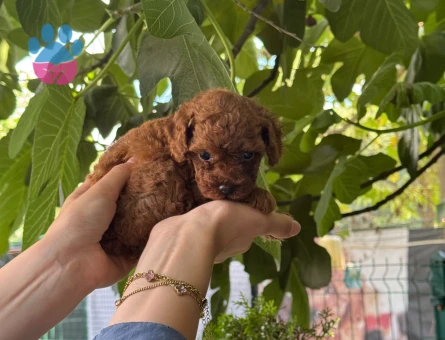 Teacup Poodle Nadir Bulunan Yavrularımz - 6427
