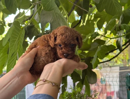 Teacup Poodle Nadir Bulunan Yavrularımz - 6427