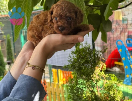 Teacup Poodle Nadir Bulunan Yavrularımz