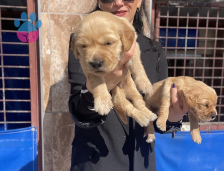 Golden retriver yavrularım sağlık ve ırk garantilidir