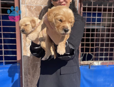 Golden retriver yavrularım sağlık ve ırk garantilidir - 6433