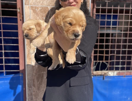 Golden retriver yavrularım sağlık ve ırk garantilidir - 6433