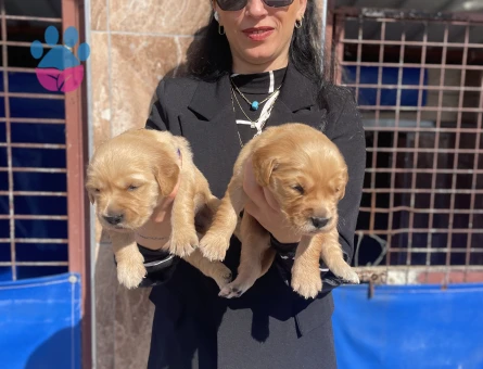 Golden retriver yavrularım sağlık ve ırk garantilidir