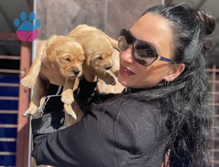 Golden retriver yavrularım sağlık ve ırk garantilidir