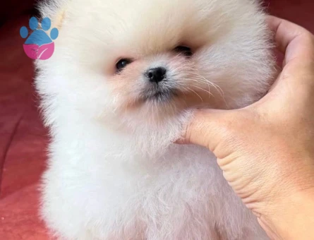 Pomeranian Boo Ultra Mini Ayiciklarimiz - 6434