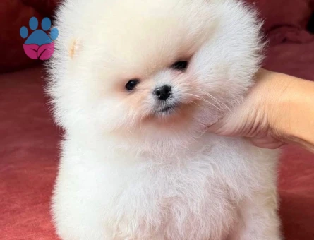 Pomeranian Boo Ultra Mini Ayiciklarimiz