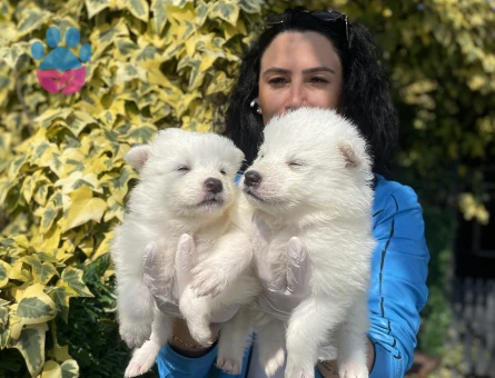 Samoyed yavrularım sağlık ve ırk garantilidir