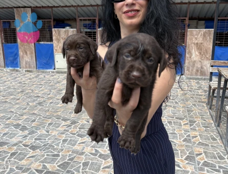 Labrador retriver yavrularım sağlık ve garantilidir