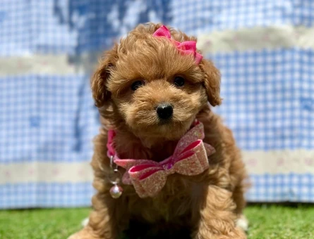 Mini Maltipoo Yavrular - 6441