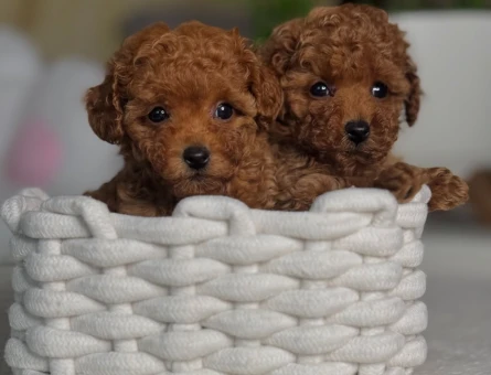 Red Brown En Güzel Poodle Bebekler - 6442