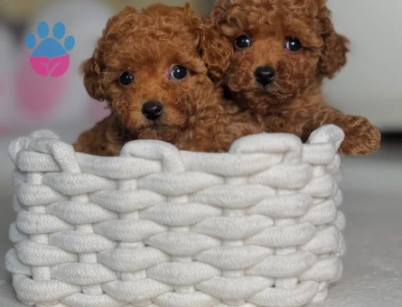 Red Brown En Güzel Poodle Bebekler