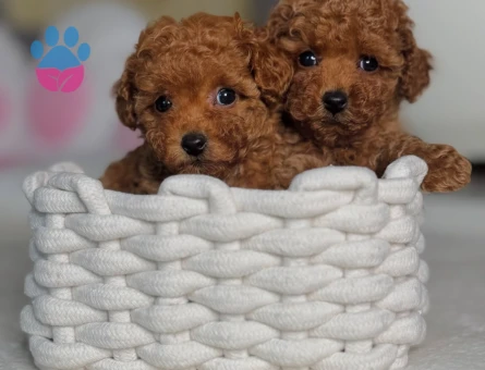 Red Brown En Güzel Poodle Bebekler