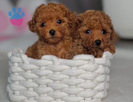 Red Brown En Güzel Poodle Bebekler